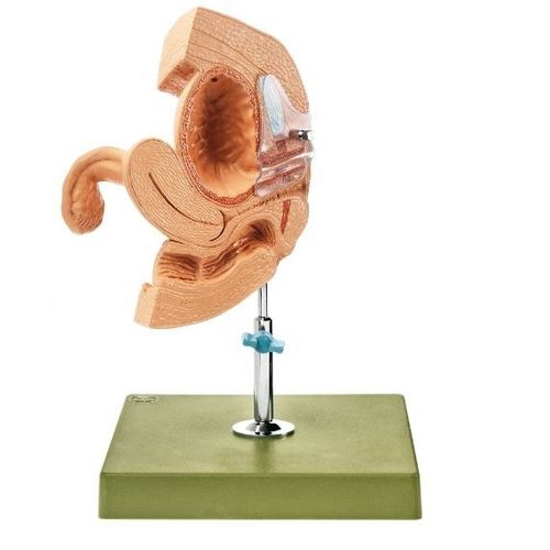 Maniquí de prácticas para atención general - CLA 7/14 - Coburger Lehrmittelanstalt - femenino / de pelvis