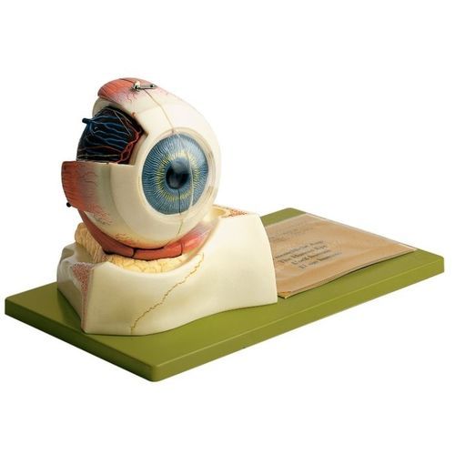 Modelo anatómico de ojo - CS 10 - Coburger Lehrmittelanstalt - de hueso costal / de formación