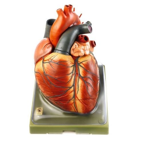 Modelo anatómico de corazón - HS 1 - Coburger Lehrmittelanstalt - de vena cava / pericardio / de formación