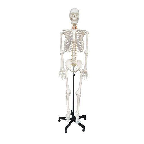 Modelo anatómico de esqueleto - Wellden International Inc. - de cuerpo entero / de formación / adulto