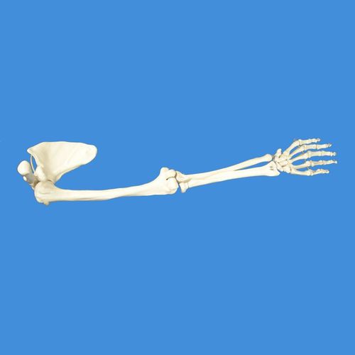 Modelo anatómico de esqueleto - Wellden International Inc. - de articulación / de mano / de hombro
