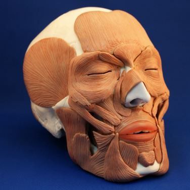 Modelo anatómico de cráneo - Wellden International Inc. - facial / de formación / con musculatura