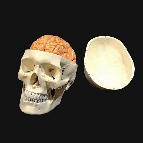 Modelo anatómico de cráneo - Wellden International Inc. - de cabeza / de cerebro / de formación