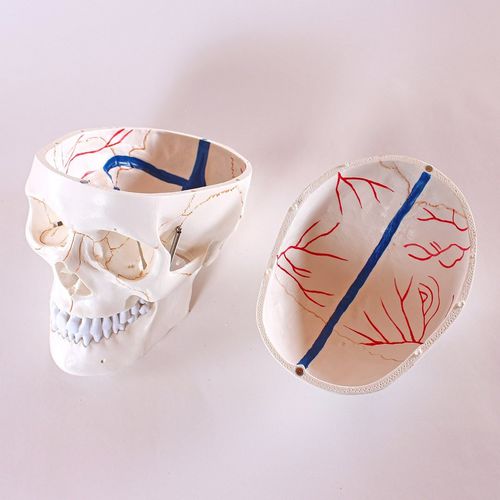 Modelo anatómico de cráneo - Wellden International Inc. - de cabeza / de formación / con vasos sanguíneos