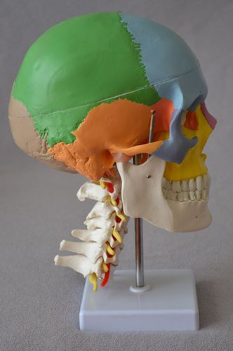 Modelo anatómico de cráneo - Wellden International Inc. - de arteria / de cabeza / de columna vertebral cervical