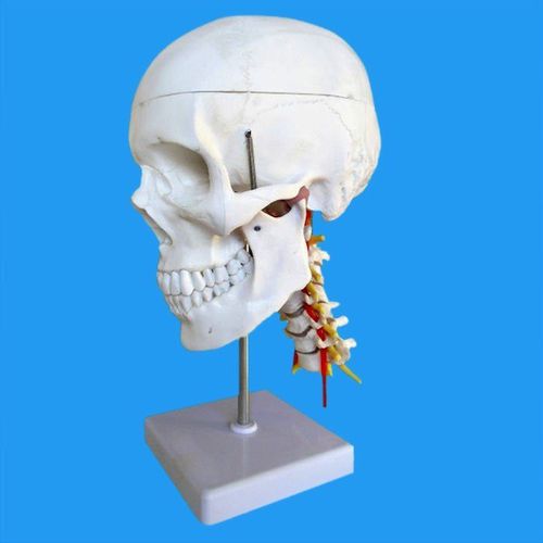 Modelo anatómico de cráneo - Wellden International Inc. - de la arteria basilar / de columna vertebral cervical / de dientes