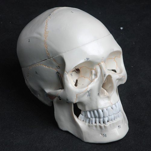 Modelo anatómico de cráneo - Wellden International Inc. - de cabeza / de dientes / de formación