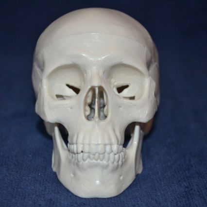 Modelo anatómico de cráneo - Wellden International Inc. - de formación / de plástico / blanco
