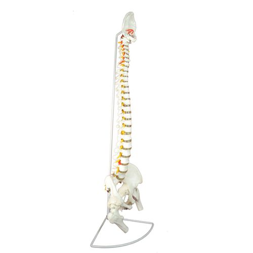 Modelo anatómico de columna vertebral - Wellden International Inc. - de formación / con nervios / blanco