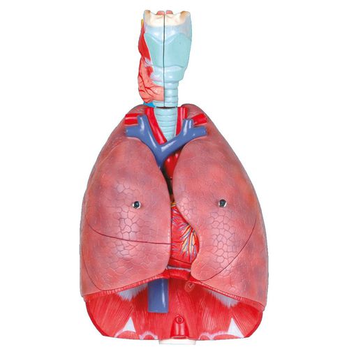 Modelo anatómico de corazón - Wellden International Inc. - de esófago / de aparato respiratorio / de formación