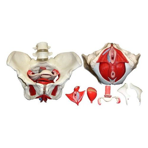 Modelo anatómico de pelvis - Wellden International Inc. - ginecológico / de formación / femenino