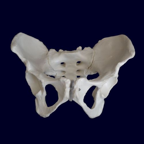 Modelo anatómico de pelvis - Wellden International Inc. - de sacro / de formación / femenino