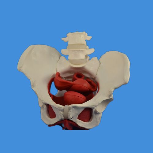Modelo anatómico de pelvis - Wellden International Inc. - ginecológico / de formación / femenino