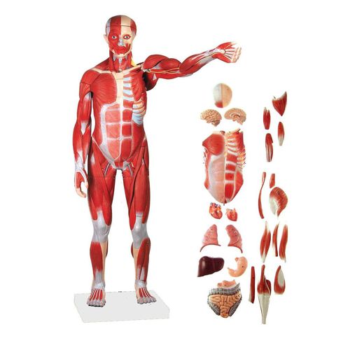 Modelo anatómico de cuerpo entero - Wellden International Inc. - de formación / con musculatura / desarticulado