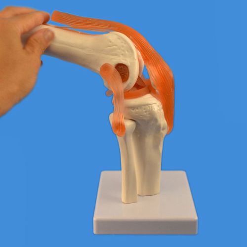 Modelo anatómico de articulación - Wellden International Inc. - de rodilla / de fémur / de tibia