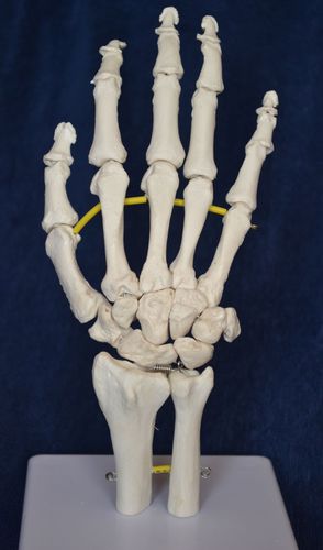 Modelo anatómico de esqueleto - Wellden International Inc. - de mano / de formación / blanco