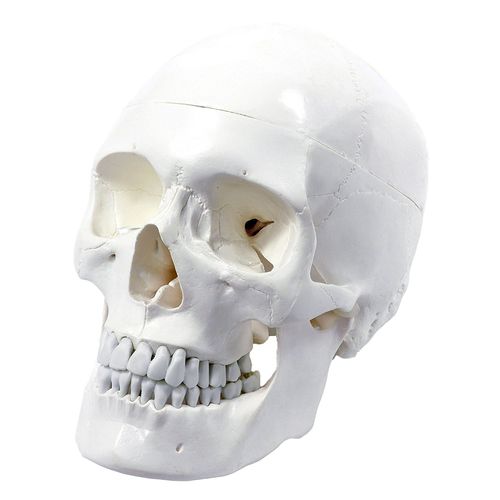 Modelo anatómico de cráneo - Wellden International Inc. - de cabeza / de formación / blanco