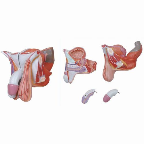 Modelo anatómico órgano genital masculino - Wellden International Inc. - de formación / masculino