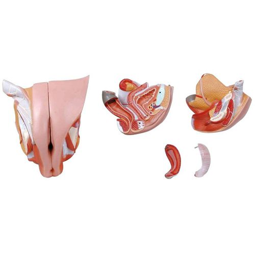 Modelo anatómico órgano genital femenino - Wellden International Inc. - de formación / femenino