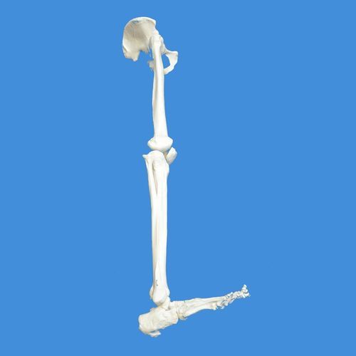 Modelo anatómico de esqueleto - Wellden International Inc. - de pelvis / de rótula / de pierna