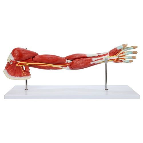 Modelo anatómico muscular - Wellden International Inc. - de mano / de hombro / de brazo