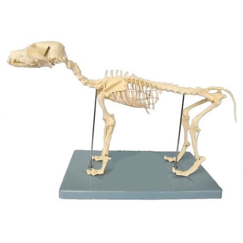 Modelo anatómico de esqueleto - Wellden International Inc. - de cuerpo entero / veterinario / de formación