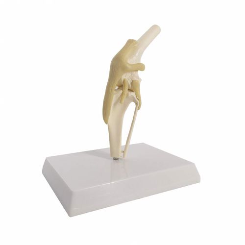 Modelo anatómico de rodilla - Wellden International Inc. - de rótula / de fémur / de tibia