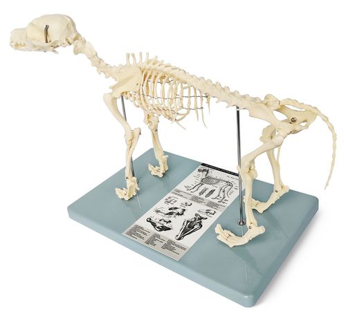 Modelo anatómico de esqueleto - Wellden International Inc. - de cuerpo entero / veterinario / de formación