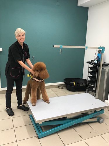 Secador de pelo veterinario con ruedas - Gtebel