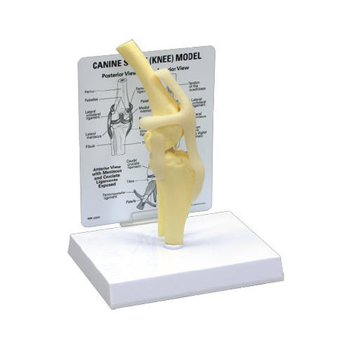 Modelo anatómico de articulación - J0776 - Jorgensen Laboratories - de rodilla / de dientes / de hueso costal