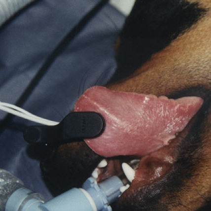 Sensor SpO2 para la lengua - POX022-450 - Mediaid Inc. - veterinario / reutilizable