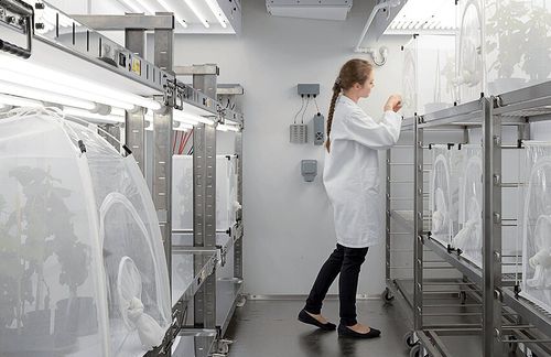 Cámara climática - Fitotron® SGR - Weiss Technik - de humedad / de temperatura / de luz
