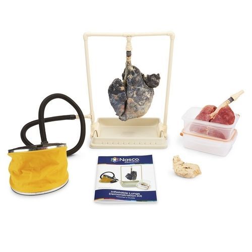 Simulador de demostración - LS03768 - Nasco - de anatomía / de kit