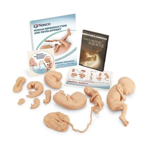 Simulador de formación - WA25812 - Nasco - de anatomía / fetal / embrionario