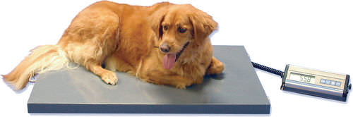 Balanza veterinaria electrónica - SRV942 - SR Instruments - para animales grandes / plataforma / con visualizador portátil