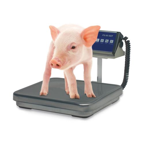 Balanza veterinaria electrónica - PS SST - Bosche GmbH & Co.KG - para cochinillos / plataforma