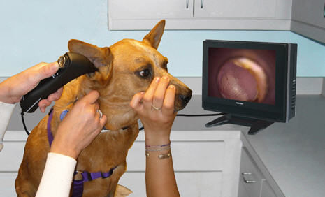 Otoscopio veterinario vídeo - Tele-View® TV-200X - Advanced Monitors Corporation - con espéculo
