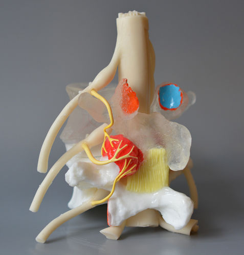 Modelo anatómico de discos intervertebrales - Medial Branch  - Dynamic Disc Designs Corp. - de formación / con nervios / blanco