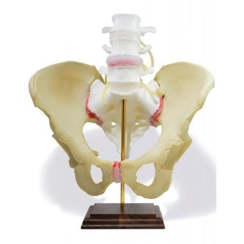 Modelo anatómico de pelvis - Dynamic Disc Designs Corp. - de vértebras lumbares / de sacro / de formación