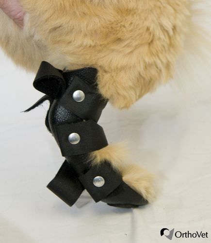 Férula veterinaria de patas - Rear - OrthoVet - para felinos