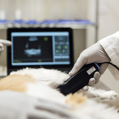 Ecógrafo veterinario de mano - SiMPLi GP Vet - Interson - multifuncional / para animales de compañía / blanco y negro