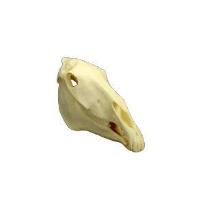 Modelo anatómico de cráneo - MAI AH #53900 - Veterinary Dental Products - de dientes / para odontología / veterinario