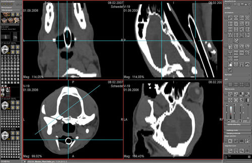 Software de análisis de imágenes - dicomPACS® VET - OR Technology - Oehm und Rehbein - TDM / para IRM / veterinario