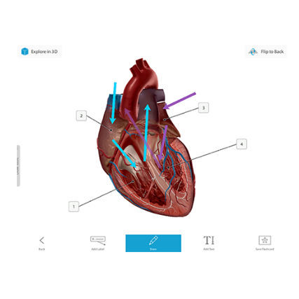Software médico - Courseware - Visible Body - de anatomía / de gestión / de visualización 3D