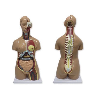 Modelo anatómico de torso - QBB041 - Auxilab S.L. - de formación / bisexuado