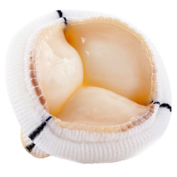 Bioprótesis valvular mitral - TLPB - Labcor - de tejido porcino