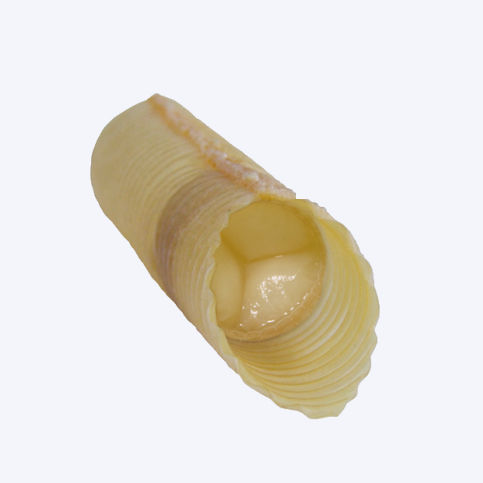 Bioprótesis vascular de arteria - T08 - Labcor - con válvula / pediátrica