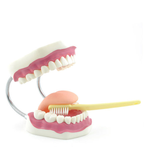 Modelo anatómico de dientes - H130372  - HeineScientific® - para odontología / para higiene dental / de formación