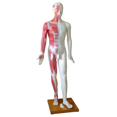 Modelo anatómico muscular - H131300 - HeineScientific® - de cuerpo entero / de acupuntura / de formación
