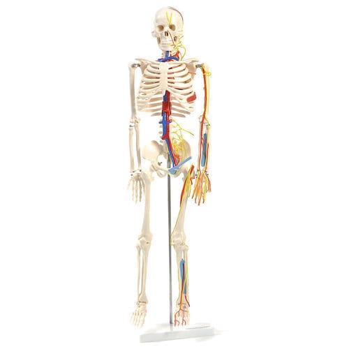 Modelo anatómico de nervio - H130497  - HeineScientific® - de cuerpo entero / de esqueleto / de sistema circulatorio